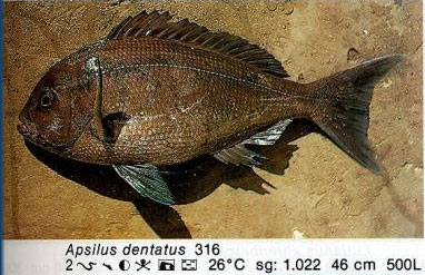 Apsilus dentatus